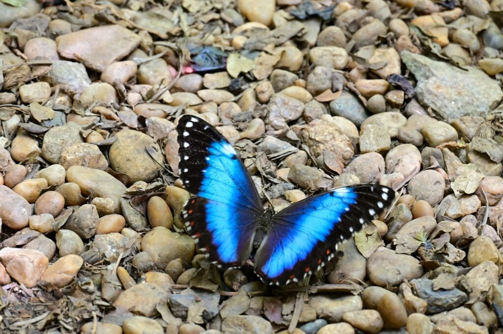 a blue and black butterfly sitting on some rocks