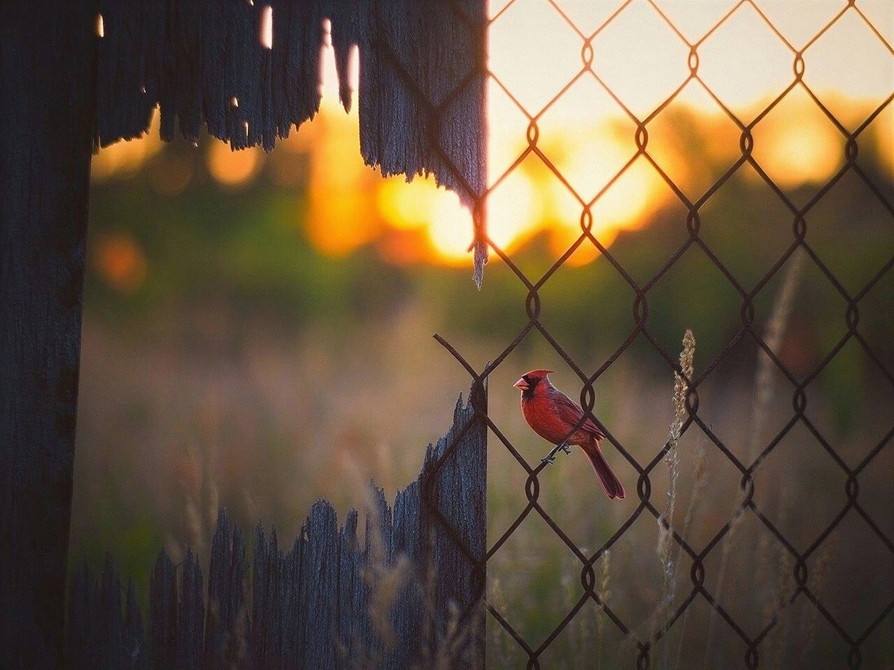 bird, fence, nature, hole, evening sun, wire mesh fence, gap, animal, ai generated