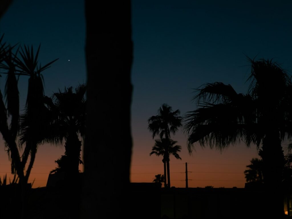 Palm trees silhouetted against a beautiful sunset.