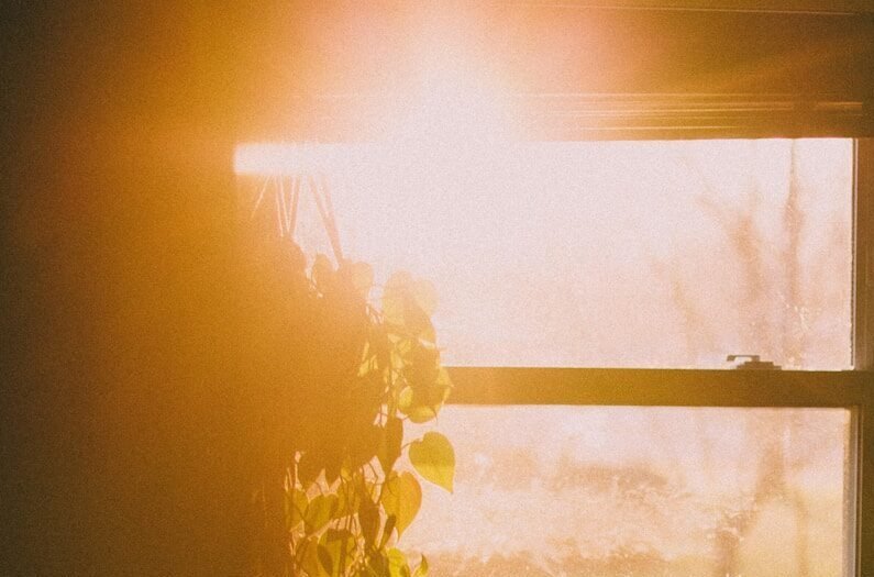 yellow flower near white window