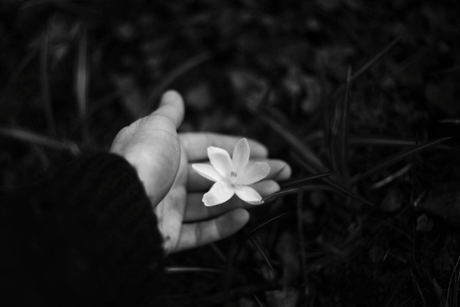 A hand holding a delicate white flower.